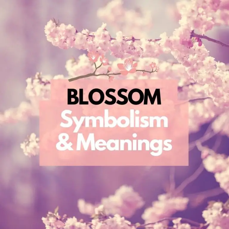 Blossom Flower: Symbolism, Meanings, and History