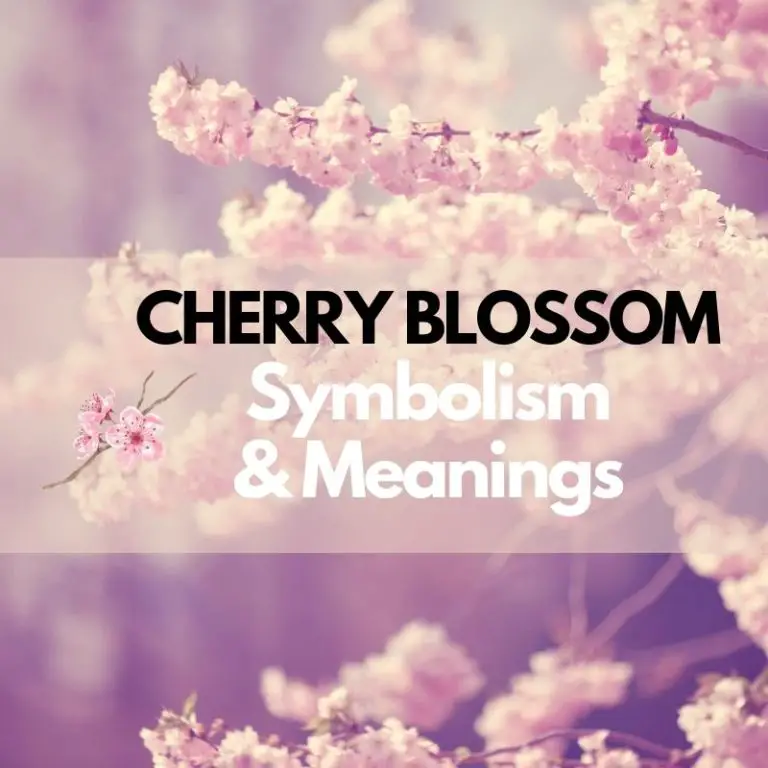 Cherry Blossom Flower: Symbolism, Meanings, and History