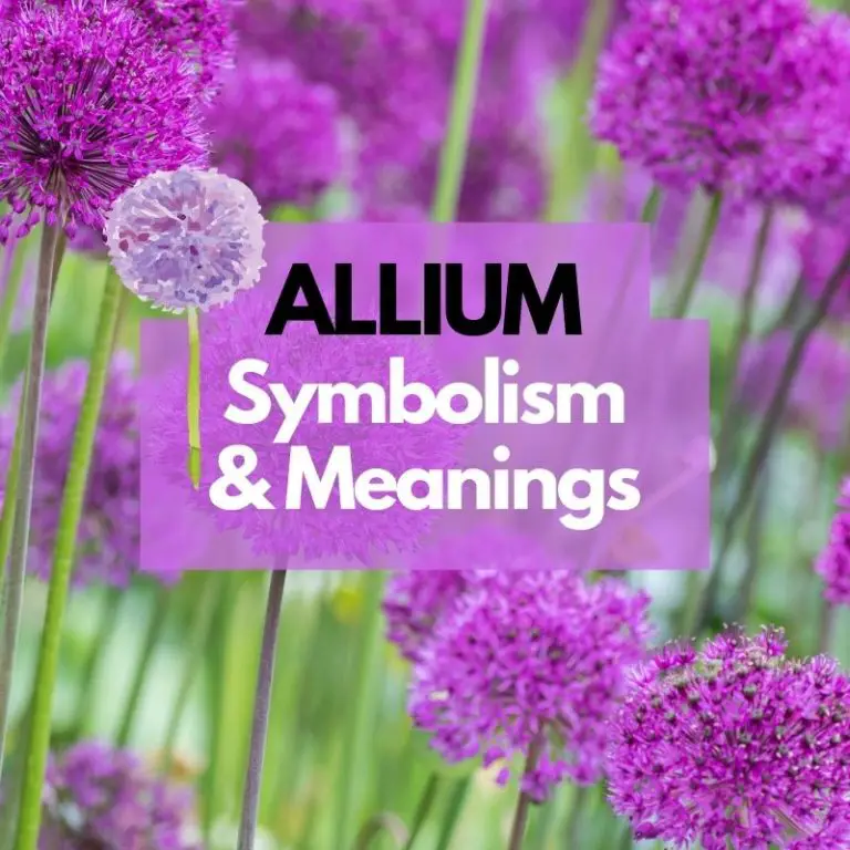 Allium Flower: Symbolism, Meanings, and History