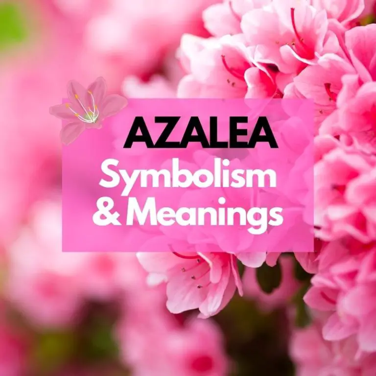 Azalea Flower: Symbolism, Meanings, and History