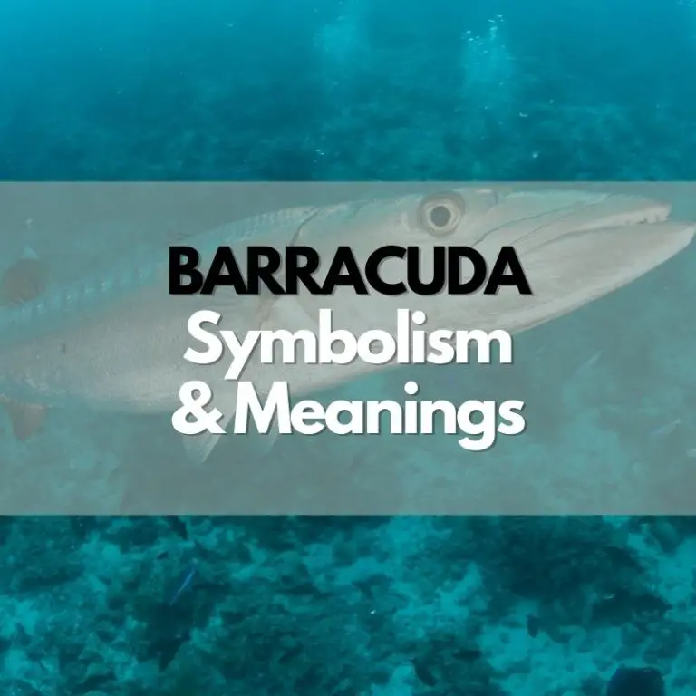 Barracuda: Symbolism, Meanings, and History
