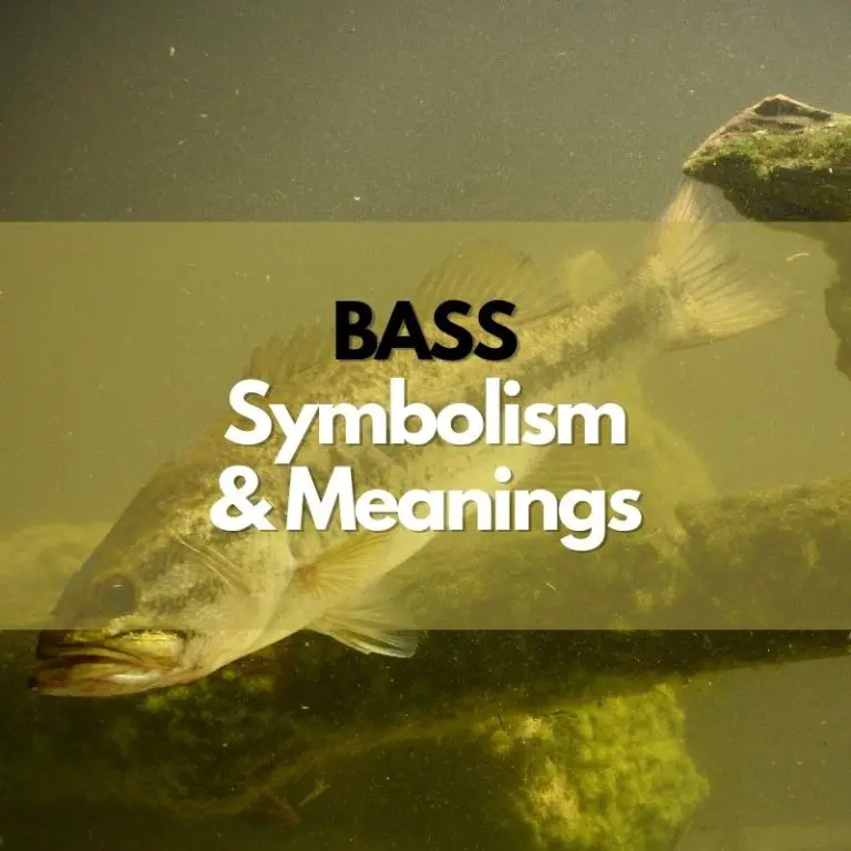 Bass: Symbolism, Meanings, and History