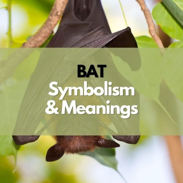 The Symbolism & Meanings Of Bats (In-Depth Guide)