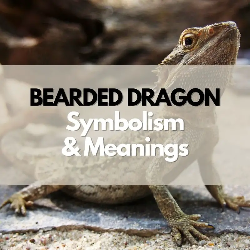 bearded dragon symbolism meaning and history