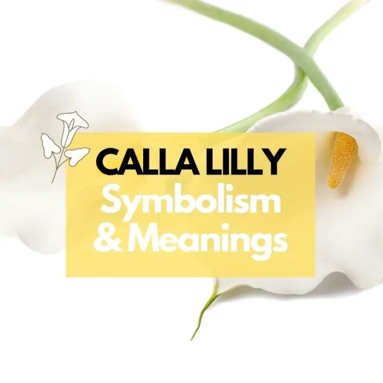 Calla Lilly Flower: Symbolism, Meanings, and History