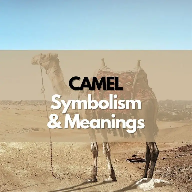 Camel: Symbolism, Meanings, and History