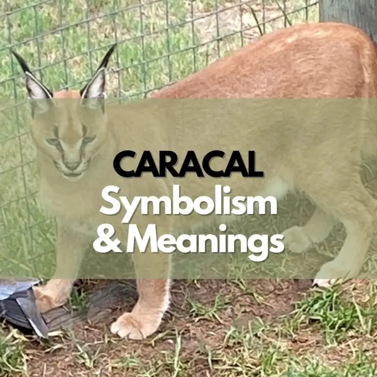 Caracal: Symbolism, Meanings, and History