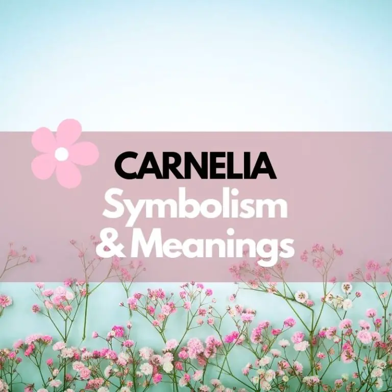 Carnelia Flower: Symbolism, Meanings, and History