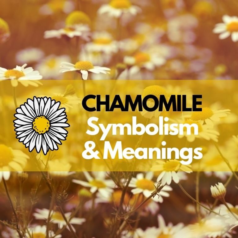 Chamomile Flower: Symbolism, Meanings, and History