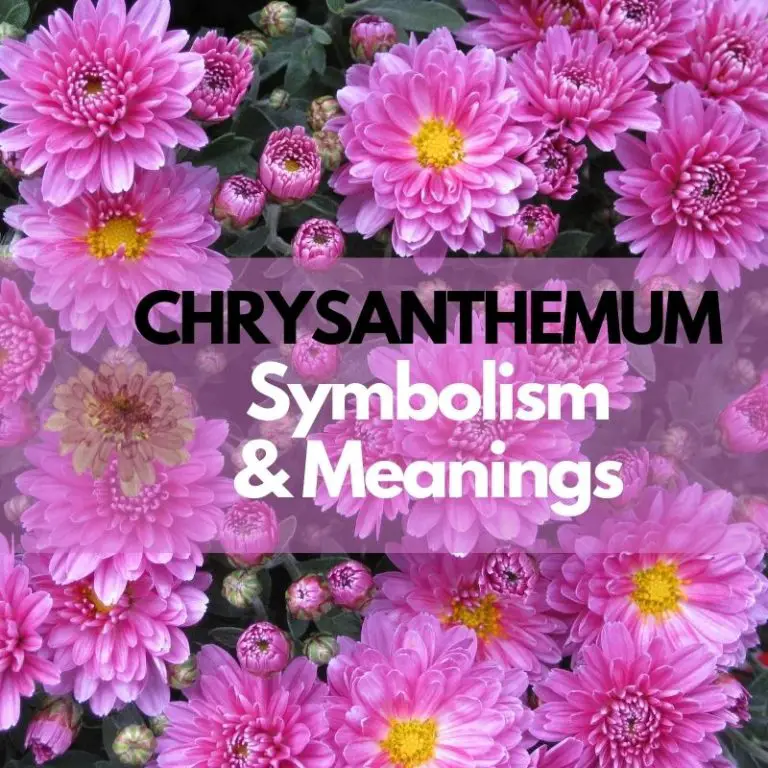 Chrysanthemum Flower: Symbolism, Meanings, and History