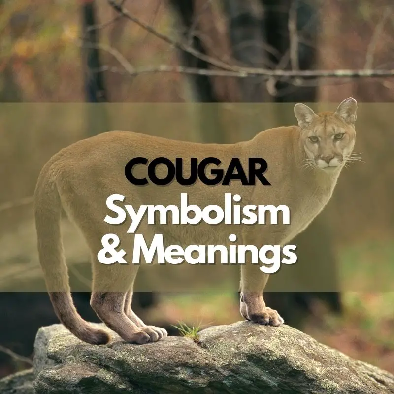 cougar symbolism meaning and history