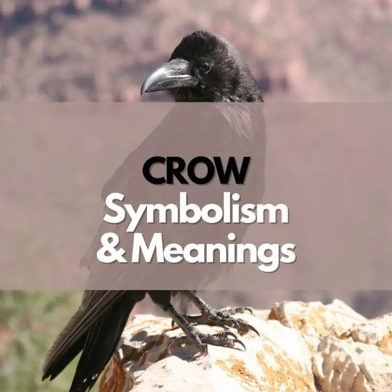 Crow: Symbolism, Meanings, and History