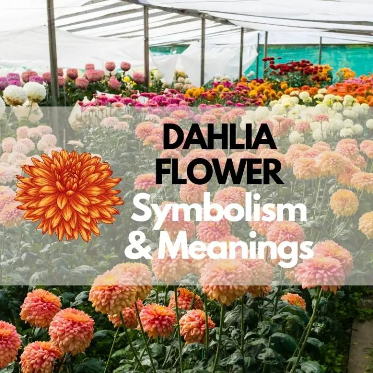 Dahlia Flower: Symbolism, Meanings, and History