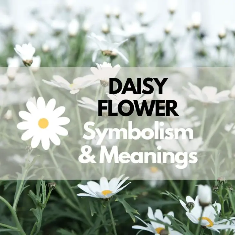 Daisy Flower: Symbolism, Meanings, and History