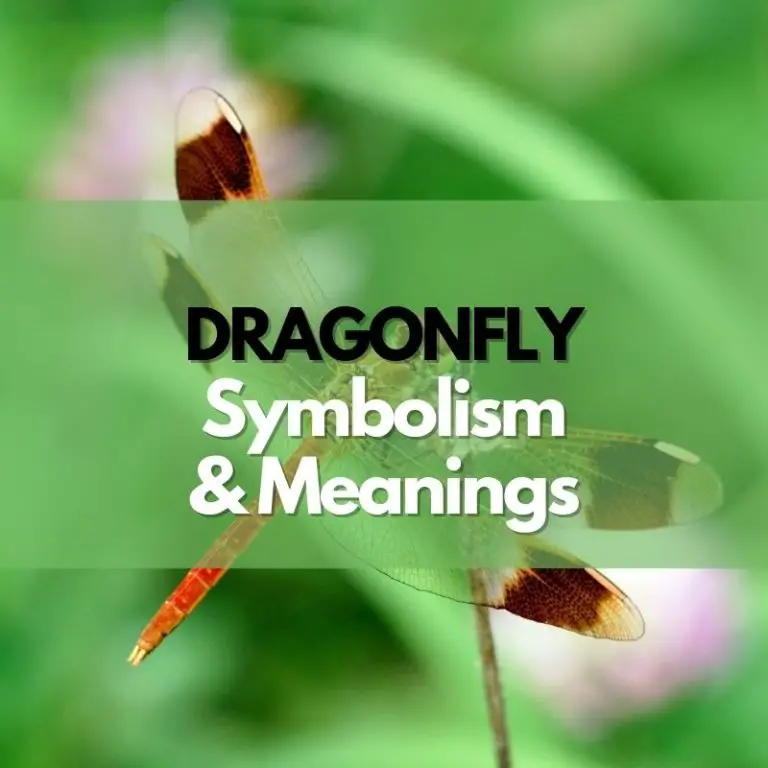 Dragonfly: Symbolism, Meanings, and History