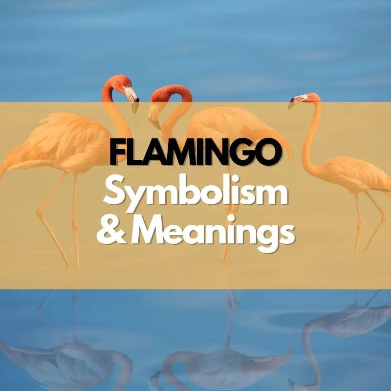 flamingo symbolism meaning and history