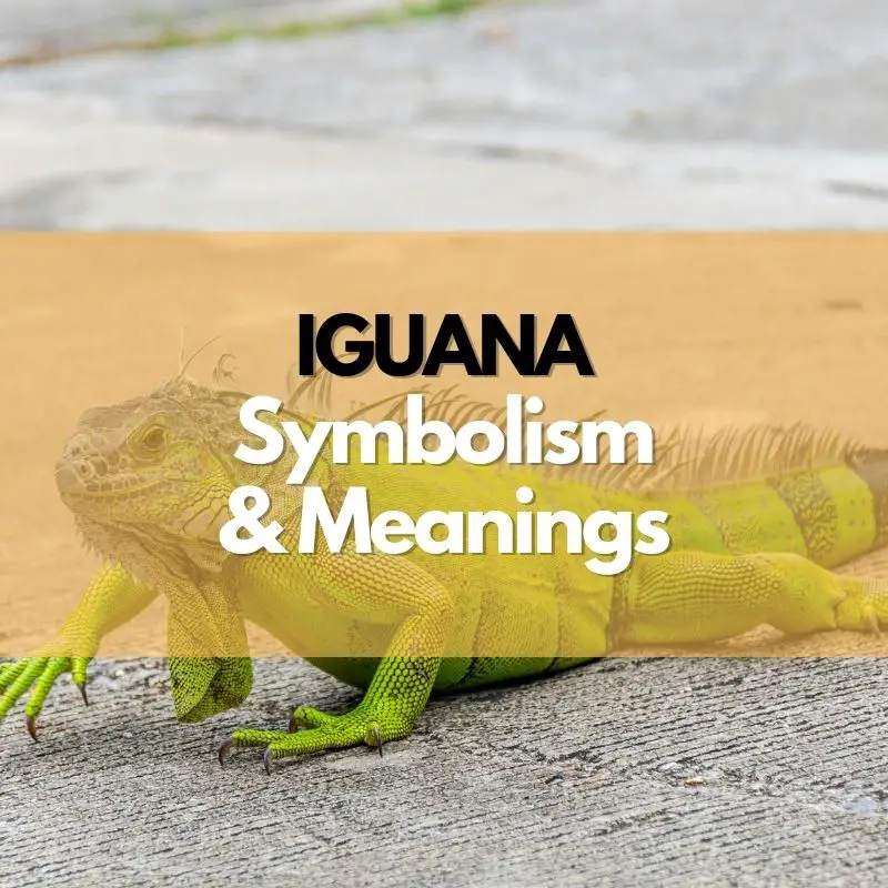 iguana symbolism meaning and history