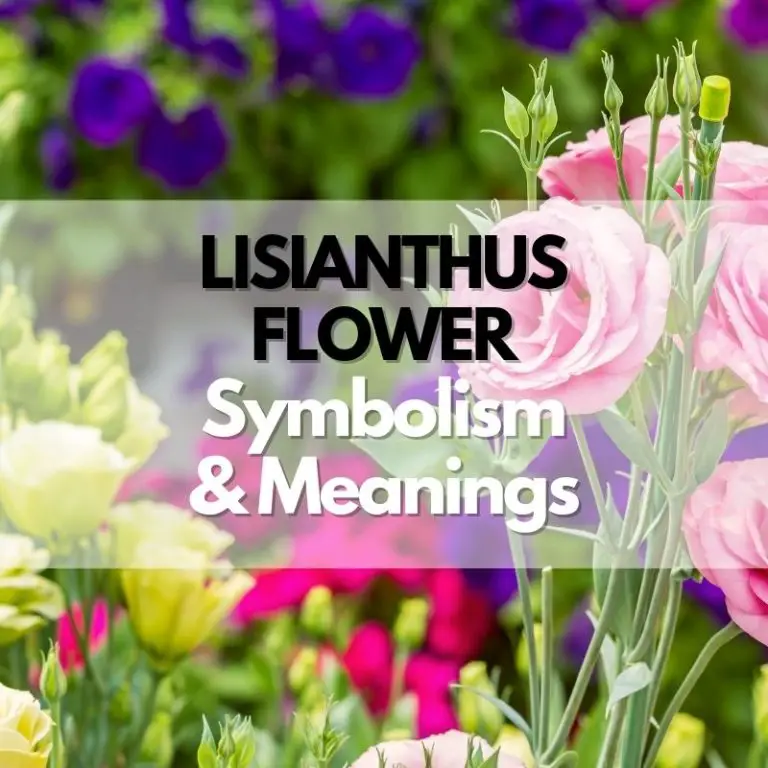 Lisianthus Flower: Symbolism, Meanings, and History