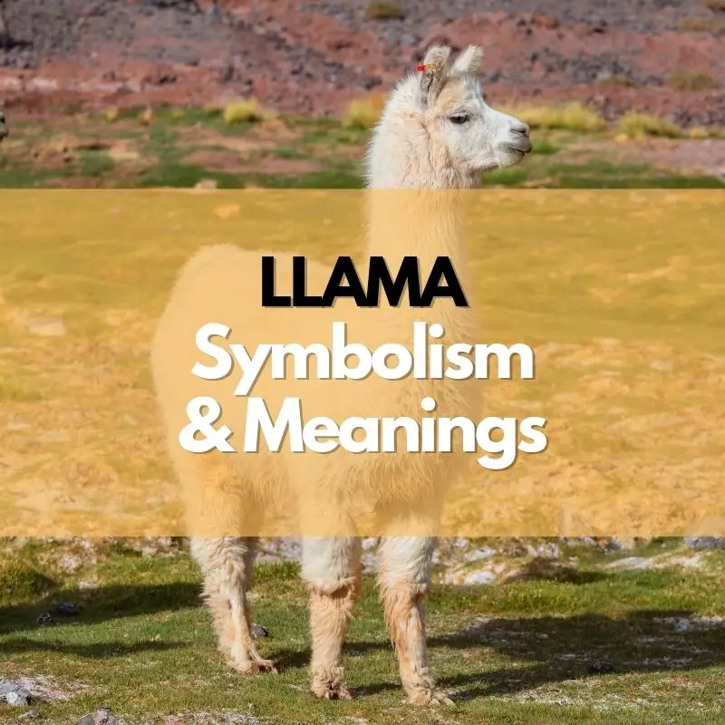 llama symbolism meaning and history