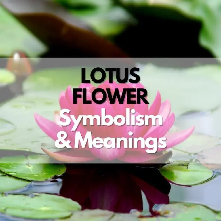 Lotus Flower: Symbolism, Meanings, and History