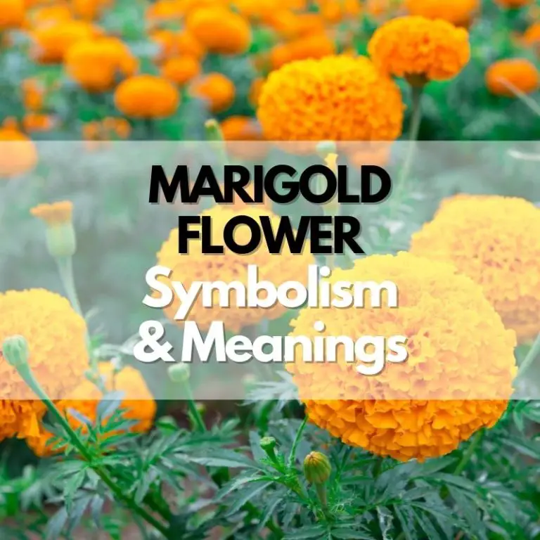Marigold Flower: Symbolism, Meanings, and History