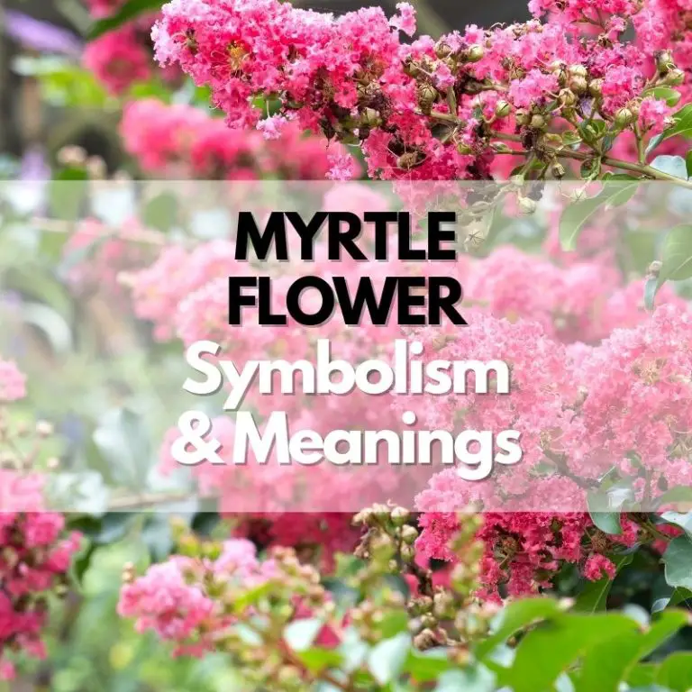 Myrtle Flower: Symbolism, Meanings, and History