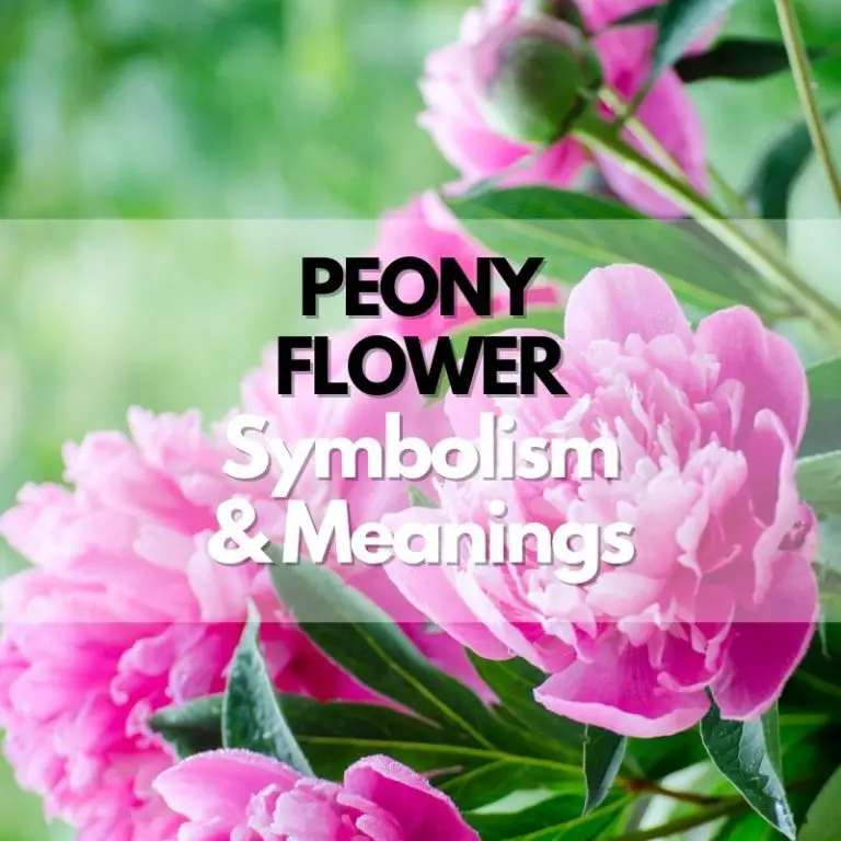 Peony Flower: Symbolism, Meanings, and History