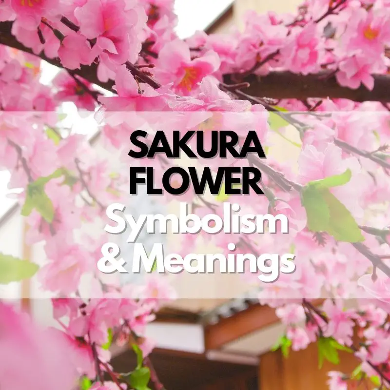 sakura flower symbolism meanings history