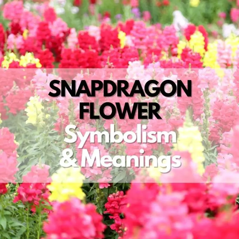 Snapdragon Flower: Symbolism, Meanings, and History