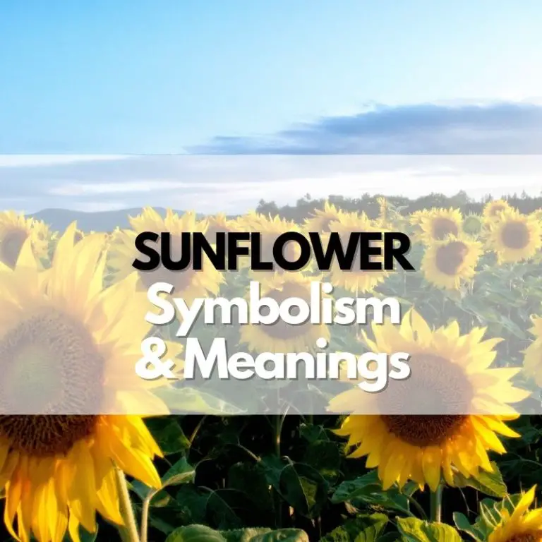 Sunflower: Symbolism, Meanings, and History