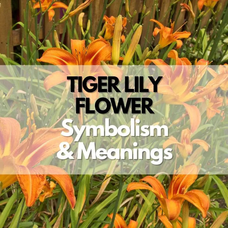 tiger lily flower symbolism meanings history