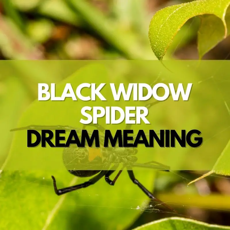 black widow spider dream meaning