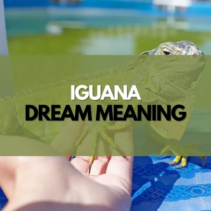iguana dream meaning