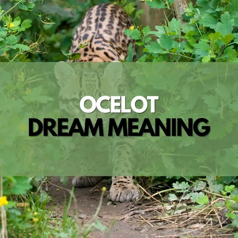 ocelot dream meaning
