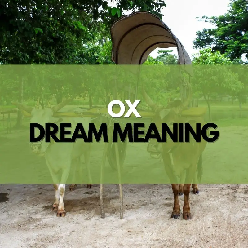 ox dream meaning
