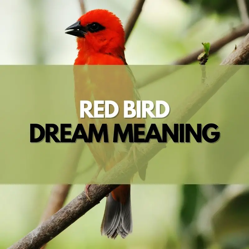 red bird dream meaning