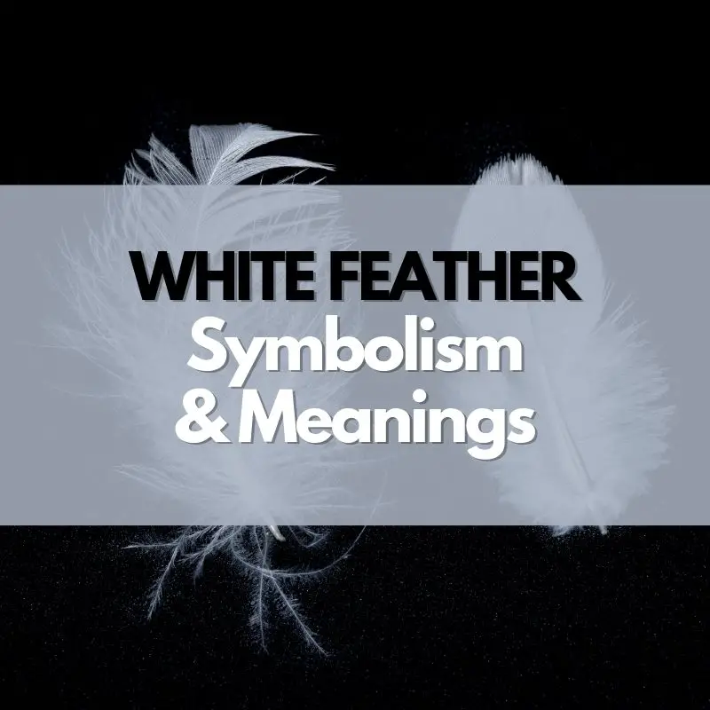 white feather symbolism and meaning