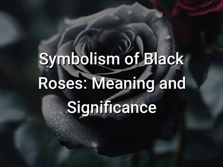 Symbolism of Black Roses Meaning and Significance