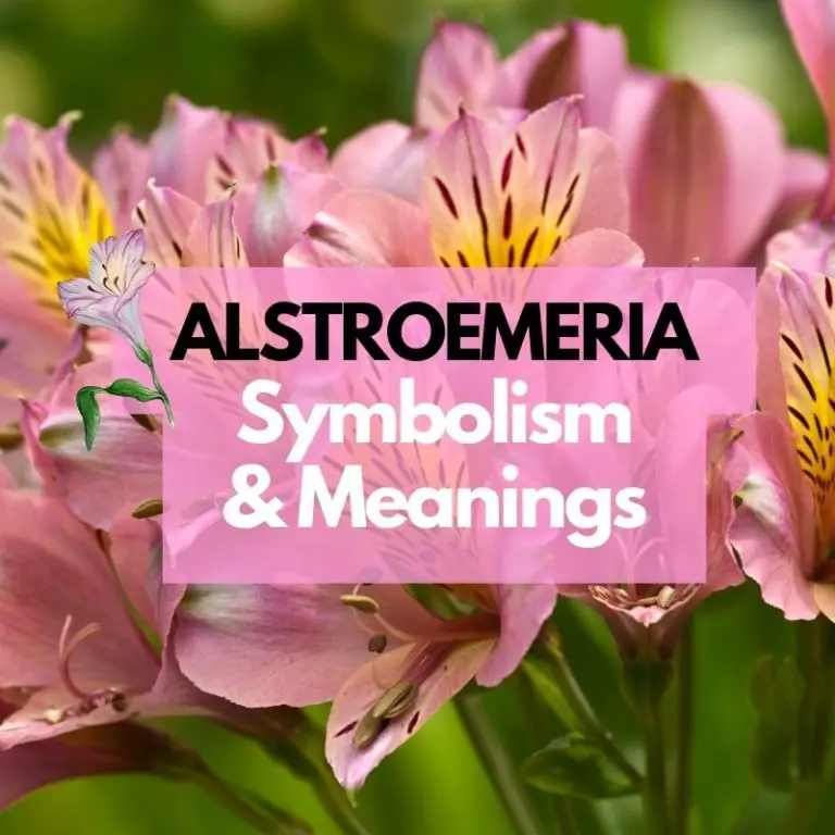 Alstroemeria Flower: Symbolism, Meanings, and History