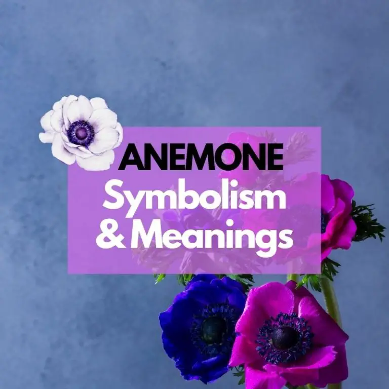 Anemone Flower: Symbolism, Meanings, and History