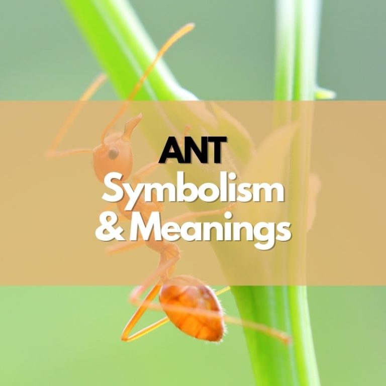 Ant Symbolism, Meanings, and History Symbol Genie