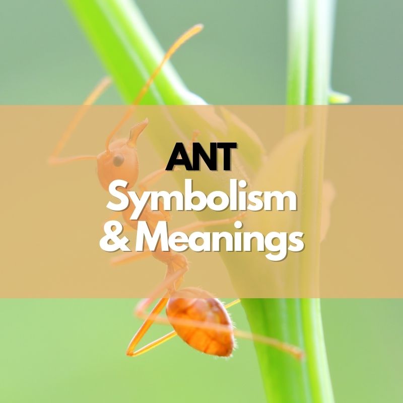 ant symbolism meaning and history
