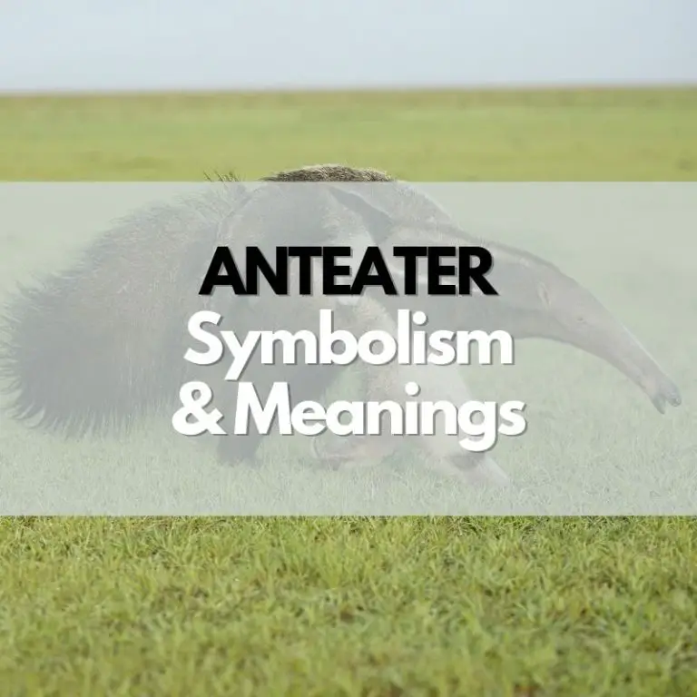 Anteater: Symbolism, Meanings, and History