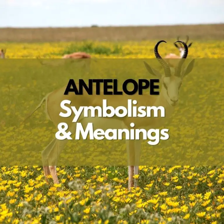 Antelope: Symbolism, Meanings, and History