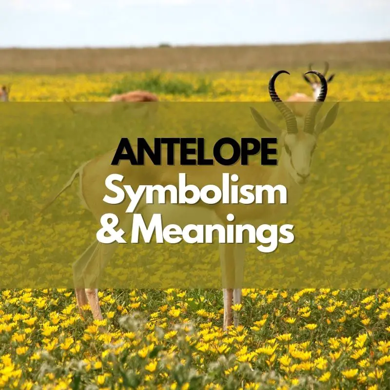 antelope symbolism meaning and history