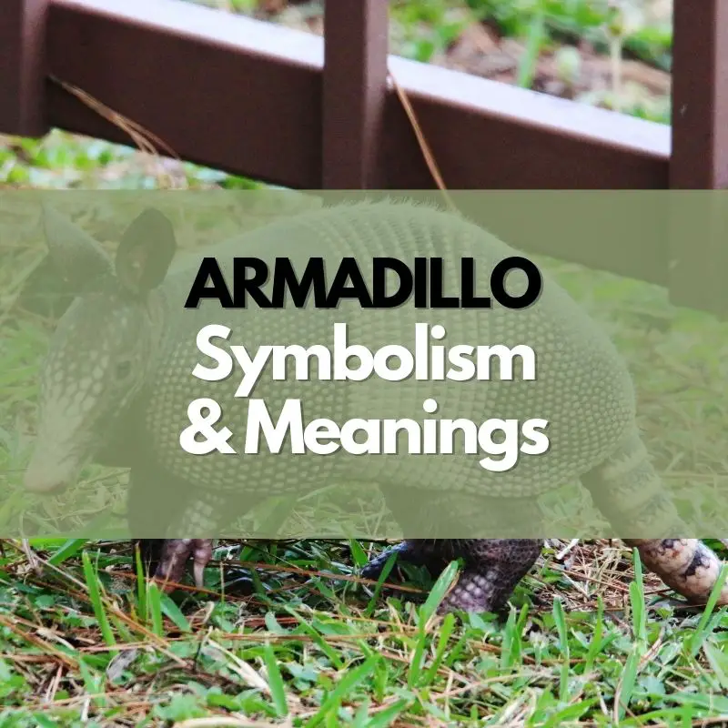 armadillo symbolism meaning and history