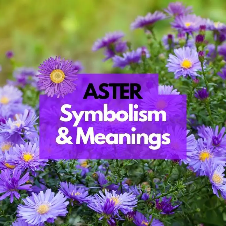 Aster Flower: Symbolism, Meanings, and History