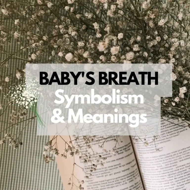 Symbolism and Meanings of Baby’s Breath Flower: A Comprehensive Guide