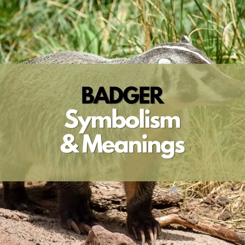 badger symbolism meaning and history