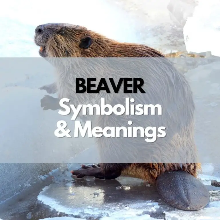 Understanding Beaver Symbolism and Meanings